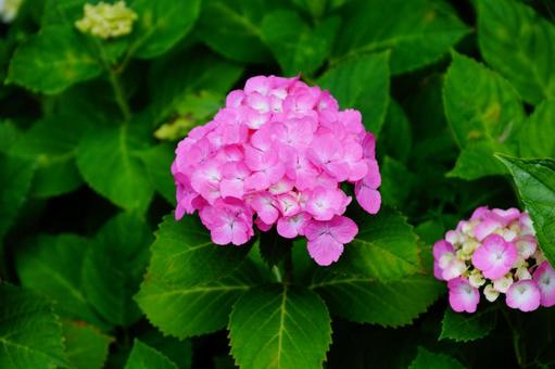アジサイの花 アジサイの花の写真
