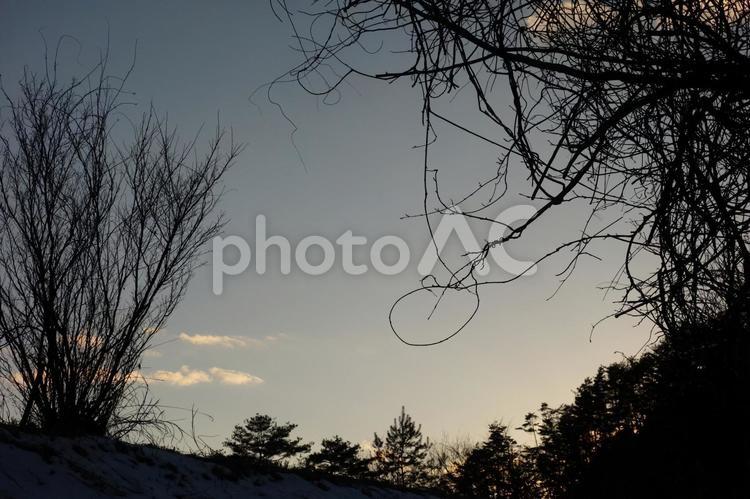 夕暮れ 自然,夕暮れ,木々の写真素材