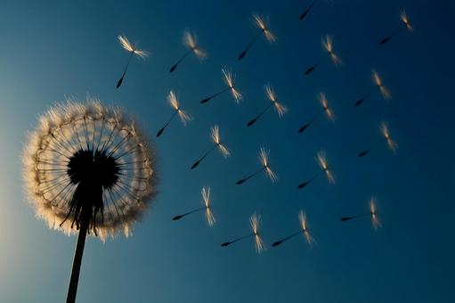青空に舞う綿毛 青空に舞う綿毛の写真