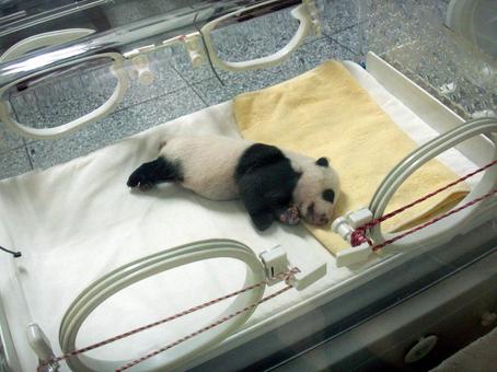 Photo, chengdu panda base, chengdu giant panda breeding research, china, 