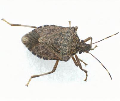 クサギカメムシの写真