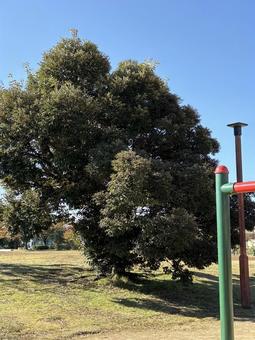 どんぐりの木 青空,木,自然の写真素材