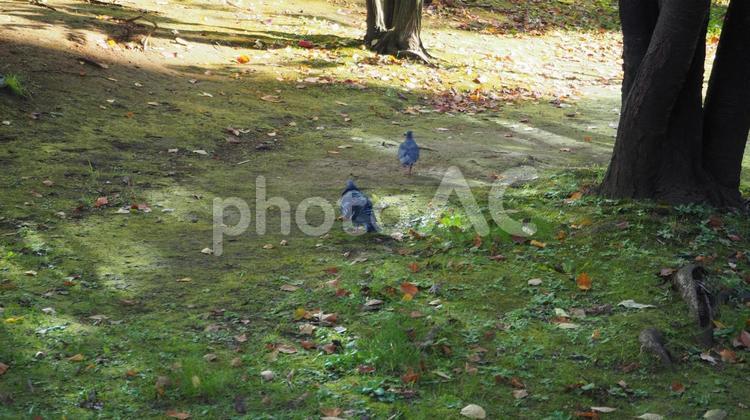 立川市の街中で出会った鳩・苔 鳩,ハト,はとの写真素材