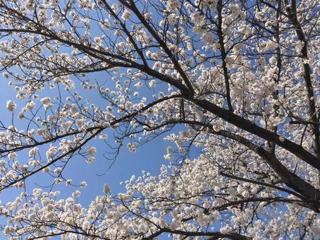 桜の写真