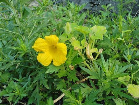 かぼちゃの花 かぼちゃの花の写真