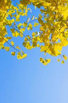 色づくイチョウの葉と真っ青な空　縦 秋,イチョウ,黄色の写真素材
