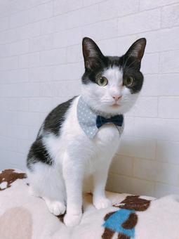 ネコのオシャレ ネコのオシャレ ねこ,オシャレ,猫の写真素材