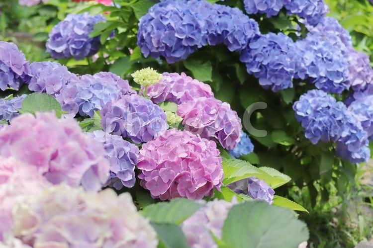 梅雨入りのピンクと紫のアジサイの花 アジサイ,紫陽花,あじさいの写真素材