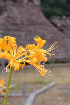 ショウキズイセンの花 ショウキズイセン,秋の花,秋の写真素材