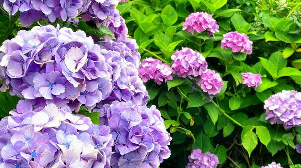 あじさい 紫陽花,花,初夏の写真素材
