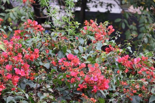 緑の葉とピンクのブーゲンビリアの花の木 緑,葉,ピンクの写真素材