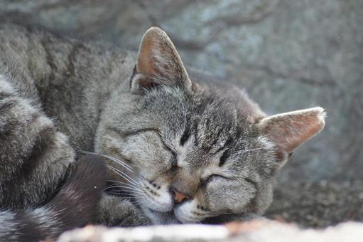 ねこ 箱座り,飼い猫,家猫の写真素材