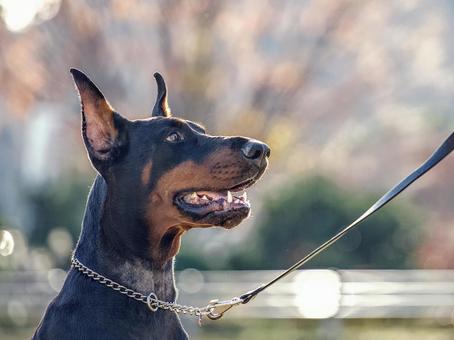 ドーベルマンのポートレート 犬,ドーベルマン,大型犬の写真素材