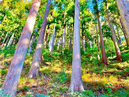 山の木々 その1 山の木々 その1の写真