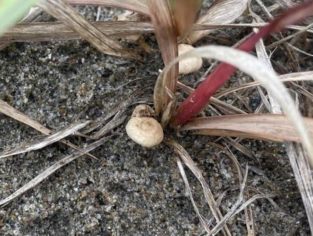 Small mushrooms growing near the grass on the coast, JPG Small mushrooms growing near the grass on the coast, JPG