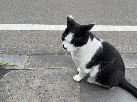 白黒野良猫イカ耳 猫,野良猫,かわいいの写真素材