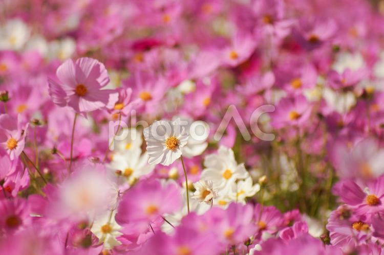 ピンクと純白のコスモスの花 コスモス,花畑,フラワーの写真素材