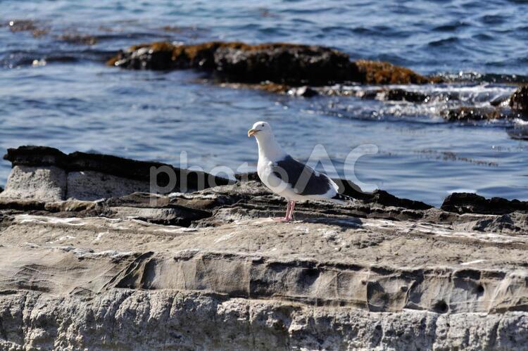 岩場のかもめ かもめ,カモメ,オオセグロカモメの写真素材