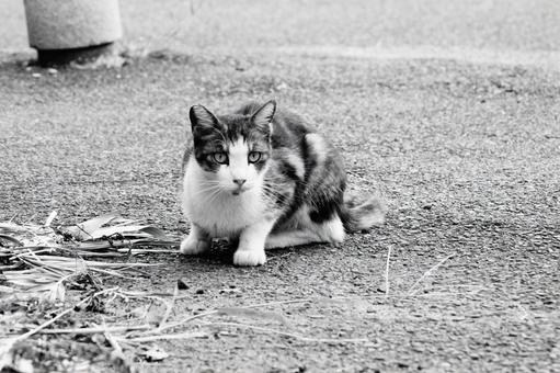 ねこ ねこの写真