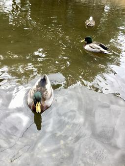 湖を浮かぶ鴨 湖を浮かぶ鴨の写真