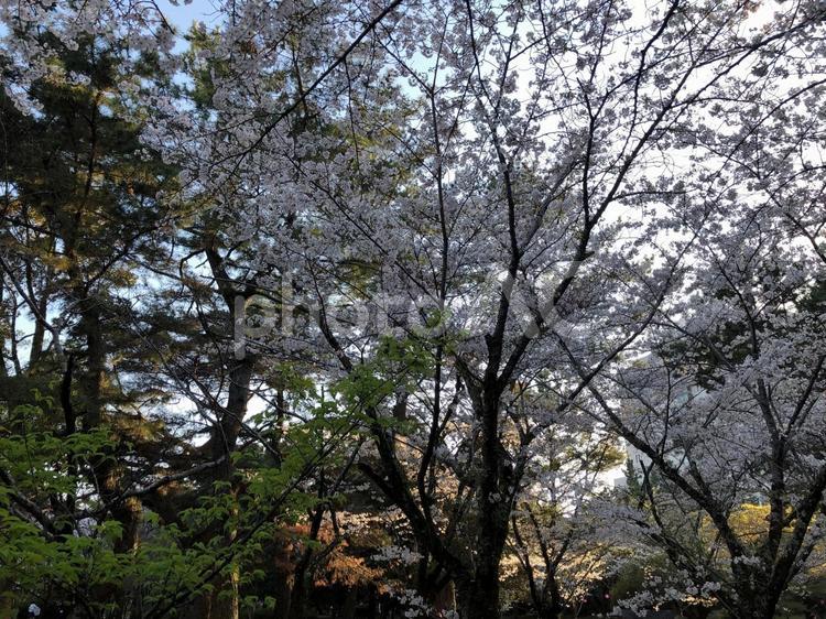 桜と公園 桜,風景,春の写真素材