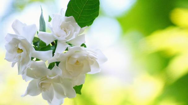 くちなしの花-154 くちなしの花-154の写真