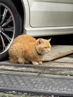 車の脇で待つオレンジ色の地域猫 車の脇で待つオレンジ色の地域猫の写真
