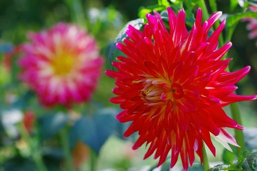 ダリア 赤い花 秋の花 天竺牡丹 ダリア 赤い花 秋の花 天竺牡丹 ダリア,秋の花,天竺牡丹の写真素材