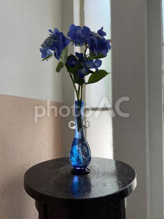 青い花瓶に挿した濃い紫のアジサイ アジサイ,ガクアジサイ,紫陽花の写真素材