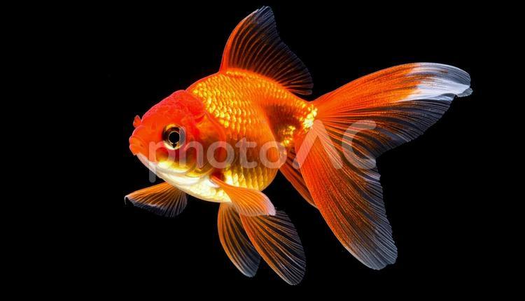 気持ちよさそうに泳ぐ赤い金魚 金魚,魚,観賞魚の写真素材