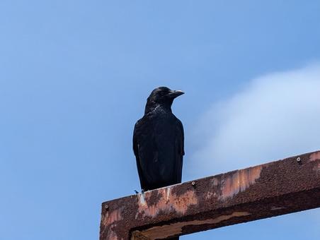 青空とカラス 青空とカラス カラス,鳥,背景素材の写真素材