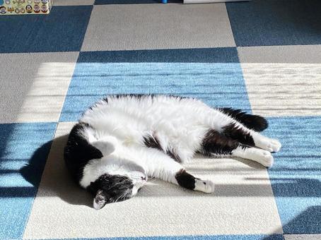 日向ぼっこでとろける猫の写真