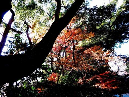 12月の木々の間に残る紅葉の景観 木,樹木,木々の写真素材