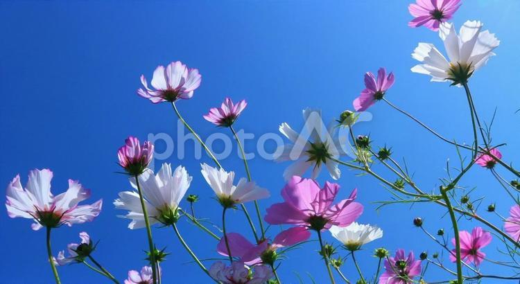 美しき秋桜 秋,秋桜,10月の写真素材