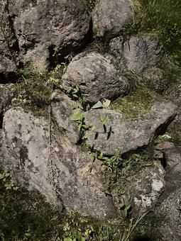 夜の石垣と苔むした岩 夜の石垣と苔むした岩 石垣,岩,苔の写真素材