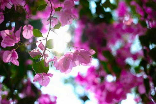 花びらが透けるブーゲンビリアの写真