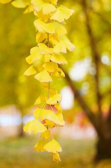 黄色く色づいたイチョウの葉4 イチョウ,銀杏,公孫樹の写真素材