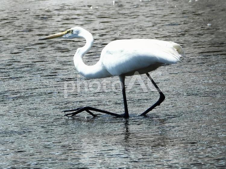 魚を狙うダイサギ 鳥,野鳥,ダイサギの写真素材