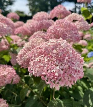 紫陽花 ピンクの花 紫陽花 ピンクの花の写真