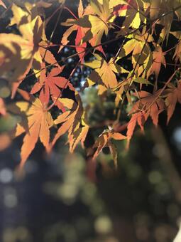 紅葉 紅葉の写真