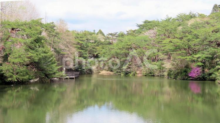 新録の季節をむかえた西ノ谷奥池 新緑,西ノ谷奥池,岸辺の写真素材