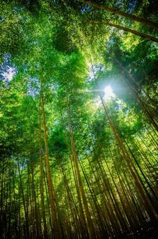 栃木県　竹林 栃木,栃木県,宇都宮市の写真素材