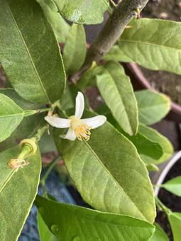 花が落ちたレモンの木 花が落ちたレモンの木の写真
