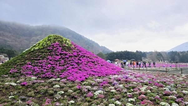 芝桜 富士芝桜まつり 芝桜,富士芝桜まつり,山梨県の写真素材