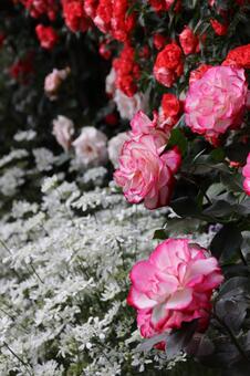 花園 花園の写真