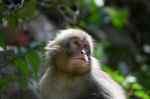 ニホンザル ニホンザルの写真