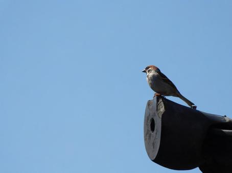 Sparrows on the roof and blue sky, JPG