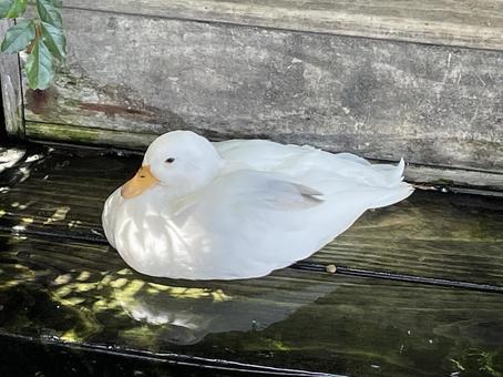 座っているアヒル 座っているアヒルの写真