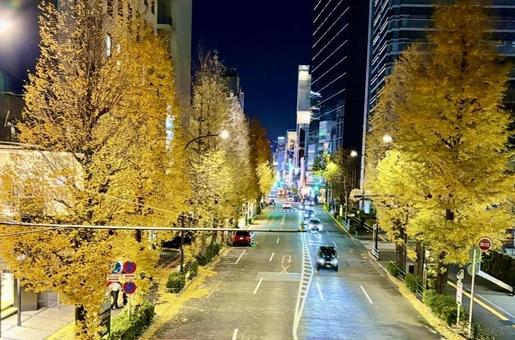 明治通りの紅葉 明治通りの紅葉 紅葉,イチョウ,銀杏の写真素材
