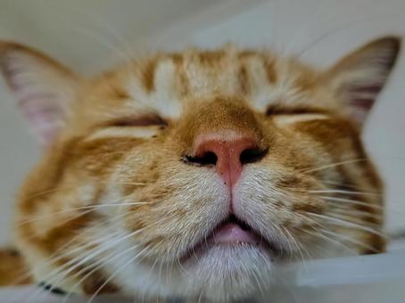 Cat nose is cute, JPG
